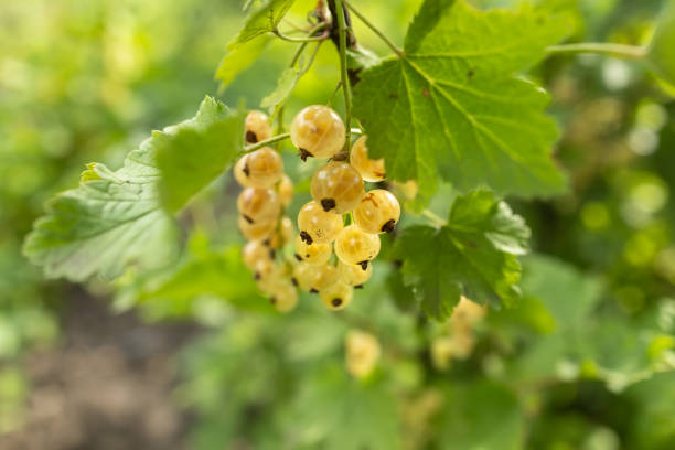 istock Ripe white Currants on a Currant Bush in Summertime 2160575283