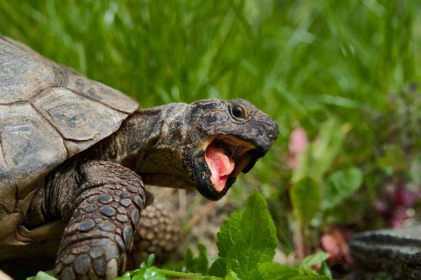istock Open Mouthed Tortoise in Garden Setting 2160575479