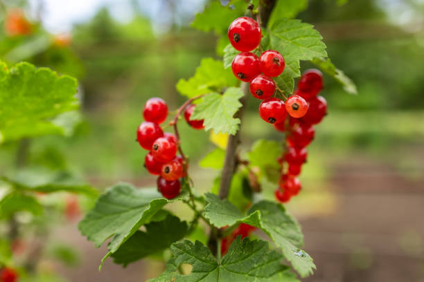 Red currant grows on a bush in garden. Ripe red currant close-up as background. Concept of nature, organic food and gardening.
