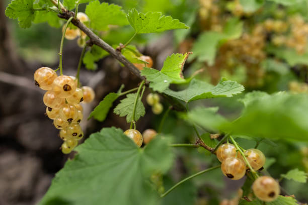 istock Ripe white Currants on a Currant Bush in Summertime 2160575507