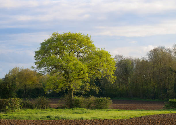 A large oak tree with pale green leaves rises above ploughed fields and grass with wispy white clouds in the blue sky. Taken in rural Norfolk, UK.