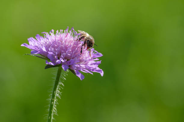 Bee collecting nectar at a flower of field scabiosa close-up