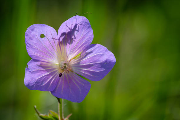 Cranesbill flowers in an English country garden with a bee gathering pollen.