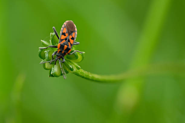 istock Red bug insect at a green plant close-up 2160576110
