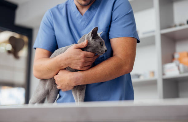 istock Veterinarian Holding a Gray Cat in a Clinic Setting 2160576526