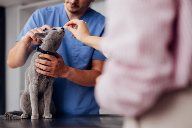 Vet Checking Gray Cat While Owner Provides Comfort