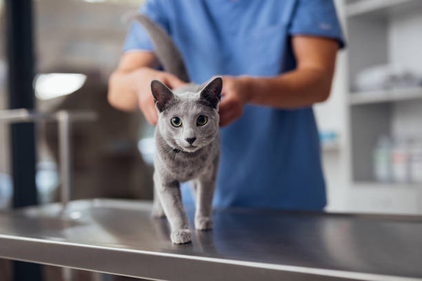 Veterinarian Examining Grey Cat on Veterinary Table in Clinic