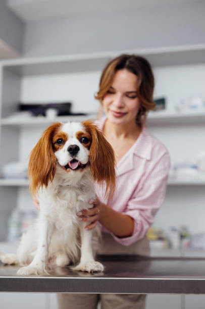 istock Happy Dog with Owner in Veterinary Clinic 2160576551