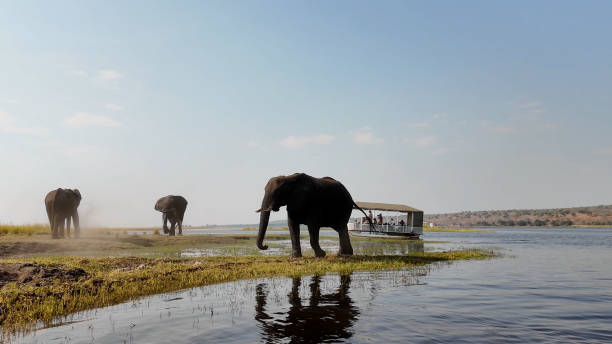 African Elephant At Chobe National Park In Kasane Botswana.