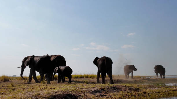 istock Africans Elephants At Chobe National Park In Kasane Botswana. 2160576558