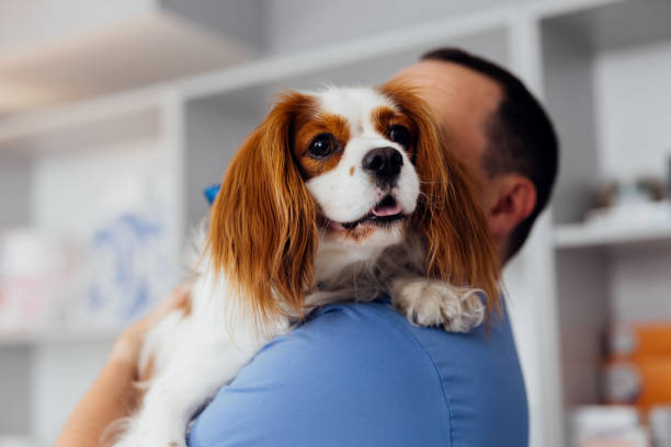 Dog Being Held By Vet In Veterinary Clinic