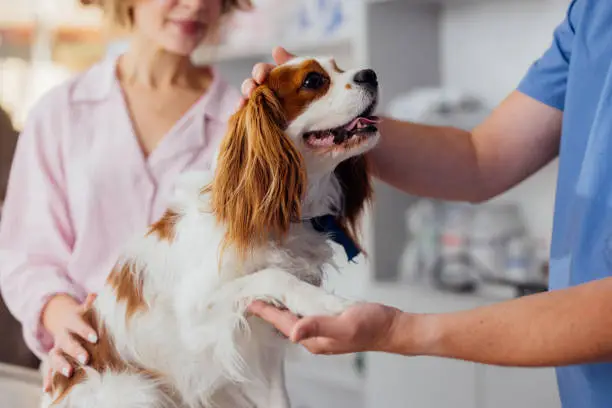 Cavalier King Charles Spaniel in der Tierklinik Cavalier King Charles Spaniel in der Tierklinik