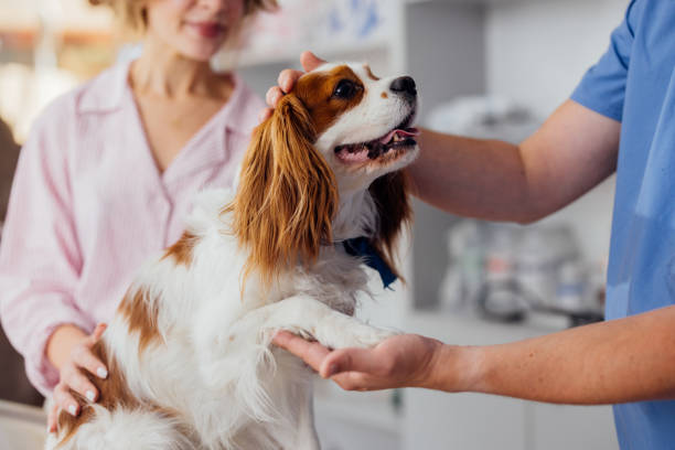 Cavalier King Charles Spaniel being examined by a veterinarian while owner watches closely in a clinic.
