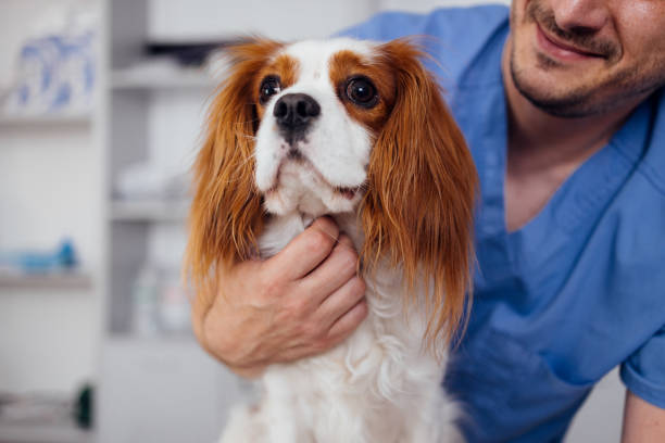 istock Veterinarian Caring for Cavalier King Charles Spaniel Dog 2160576582
