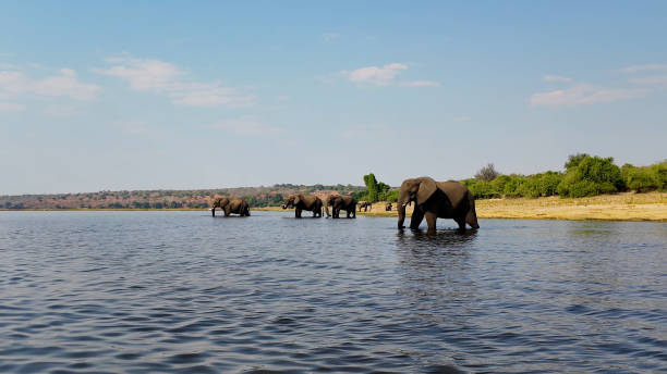 istock Elephants In River At Chobe National Park In Kasane Botswana. 2160576583