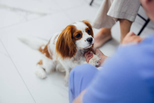istock Person Petting Cute Cavalier King Charles Spaniel Indoors 2160576621