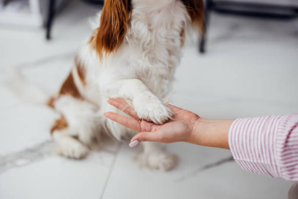 Close-up of a dog giving a paw to a person creating a bonding moment. Indoor setting with a friendly atmosphere.