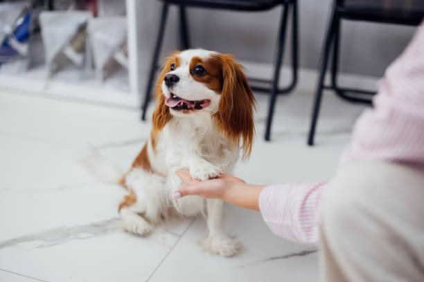istock Happy Dog Shaking Hands with Owner in Bright Room 2160576652