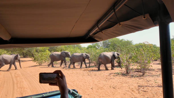 istock Safari Skyline At Chobe National Park In Kasane Botswana. 2160576664