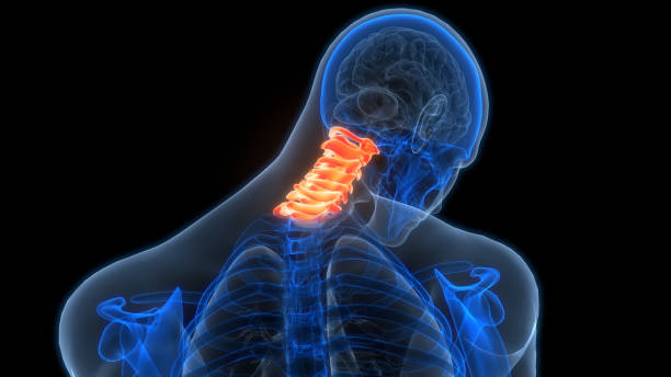 istock Spinal Cord Vertebral Column Cervical Vertebrae of Human Skeleton System Anatomy 2160576692