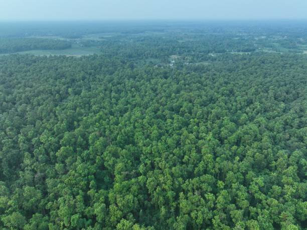 istock Aerial view of the forest 2160577694