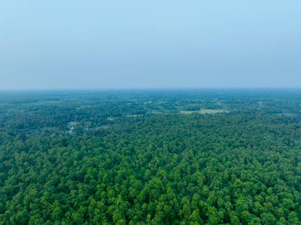 istock Aerial view of the green forest 2160577697
