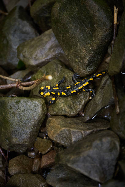 High Angle View of Fire Salamander (Salamandra salamandra) on the Rock in Stream