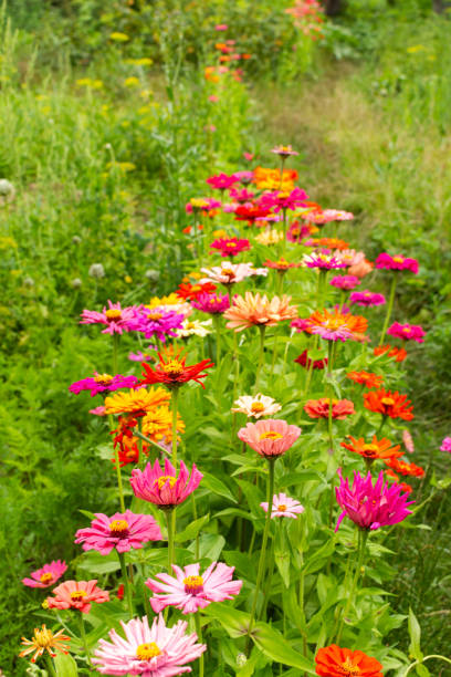 istock Colorful zinnia flowers 2160578034