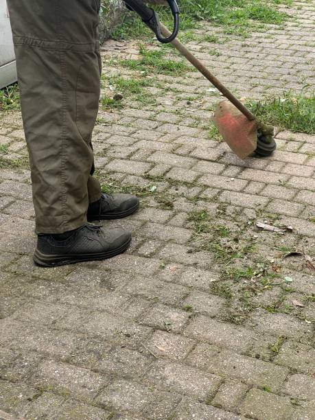 istock gardener cuts the grass in a yard 2160578560