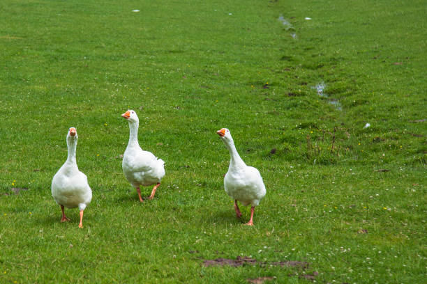 istock Three curious geese in the meadow. 2160578656