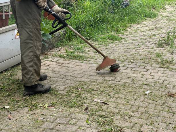 istock gardener cuts the grass in a yard 2160578815