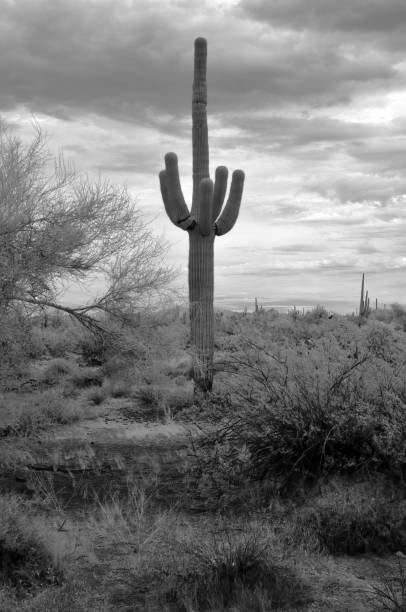 istock Sonora Desert Arizona in Infrared 2160579420