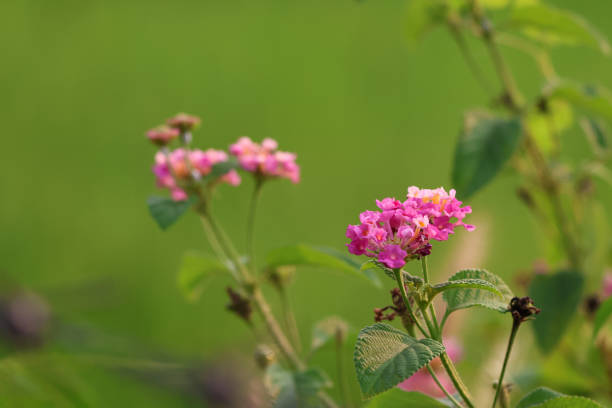 Pink Weeping lantana tiny flowers beautiful in the field