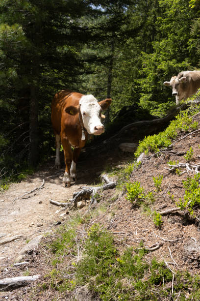 cows on hiking path with mountain scenery in the Alps in spring