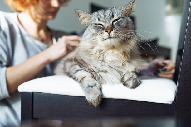 istock domestic cat grooming 2160582236
