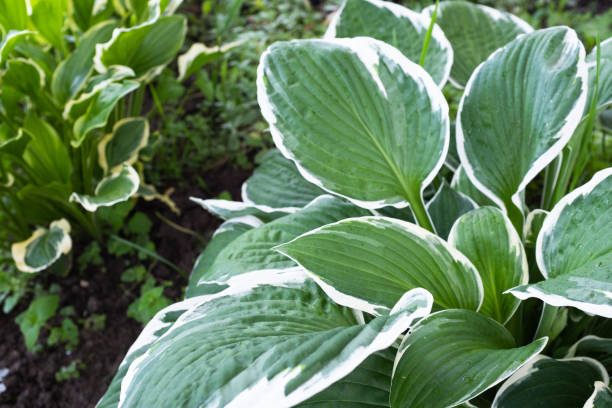 istock Green white hosta leaves, close-up. Background from hosta plantaginea bush for publication, design, poster, calendar, post, screensaver, wallpaper, postcard, cover, website. High quality photo 2160584287
