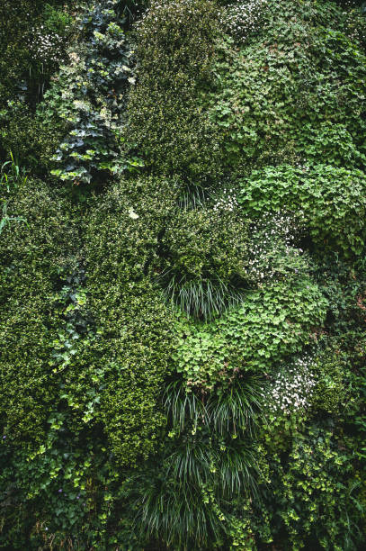 vertical garden with green plants.