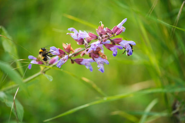 Spring! Bee pollinating blooming sage plant. Natural spring wallpaper.