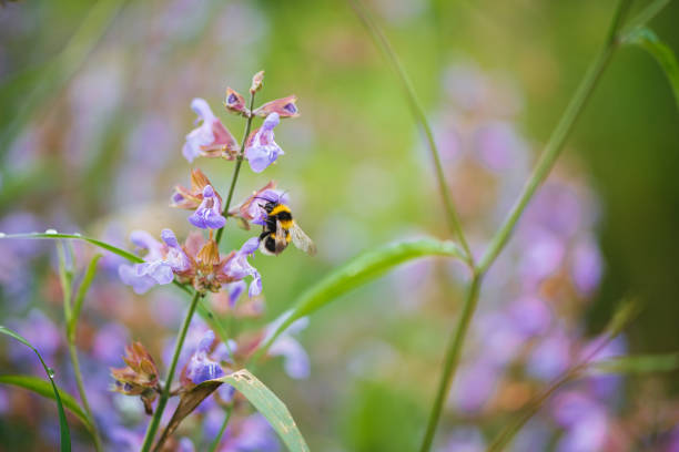 istock Spring! Bee pollinating blooming sage plant. 2160584473