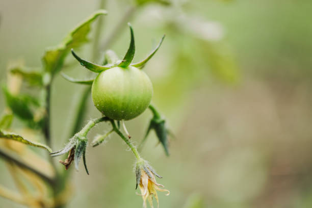 Branch with green unripe tomato