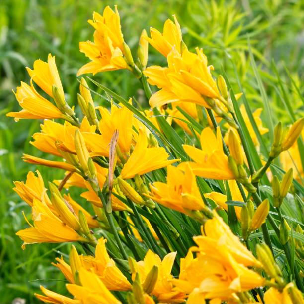 istock Yellow daylily flowers in square format on green background. 2160584488