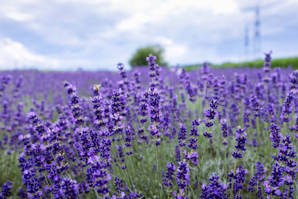 Period of lavender flowering and lavender harvest.