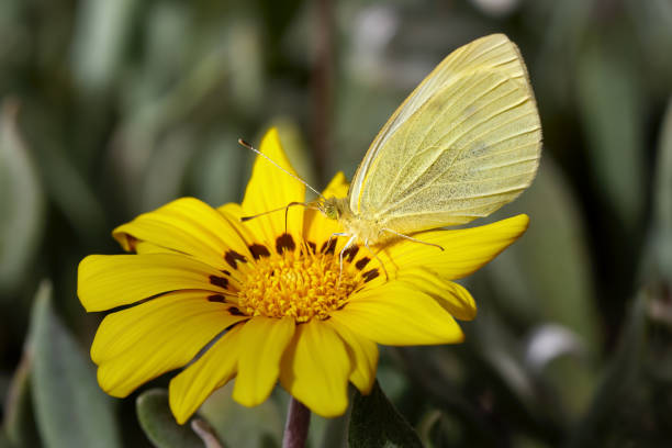 Small White (Pieris rapae) on a yellow Gazania, Treasure Flower (Gazania rigens) - Arrecife, Lanzarote