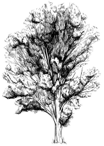 istock Vintage line drawing or engraving illustration of a plant. Hand drawn tree. Sketch illustration isolated on white background. 2160585950