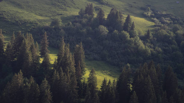 istock Bright lit green mountain meadow and pine forest. 2160588686