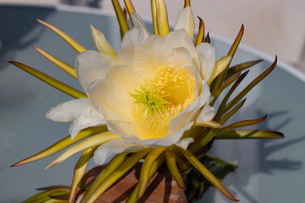 Close up of yellow flowers of a cactus plant under the hot sun at noon