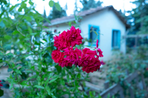 House with a fenced garden with red roses in front.Small house with tiled roof and window surrounds painted in turquoise