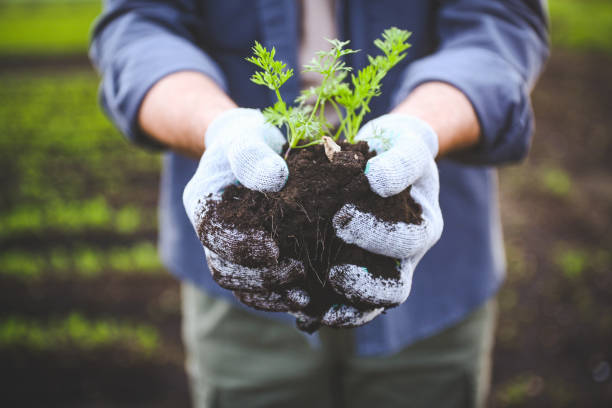 istock farmer holding soil with sprout in his hands 2160590935