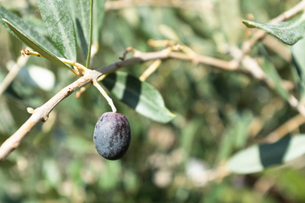 istock One olive ripening on the branch olive-tree, close-up. Olive background for publication, design, poster, calendar, post, screensaver, wallpaper, banner, cover. High quality photo 2160591346