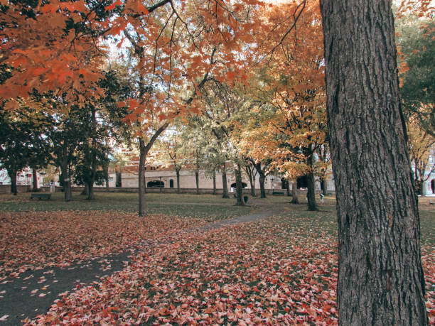 Landscape of a peaceful shaded park